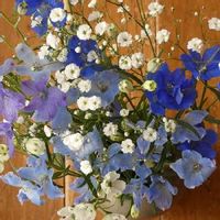 ディルフィニウム,青い小さな花マニア,Juneの会,花瓶,可愛いの画像