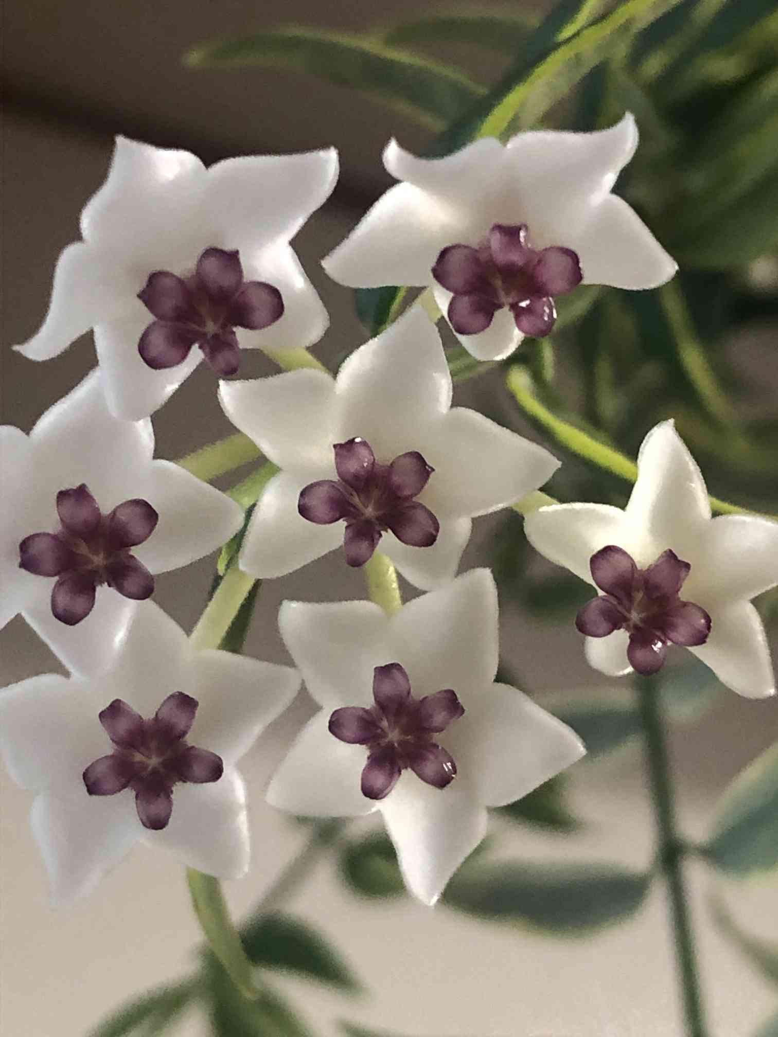ホヤ・ベラ(セブンスター)お迎えしてから開花まで｜🍀GreenSnap
