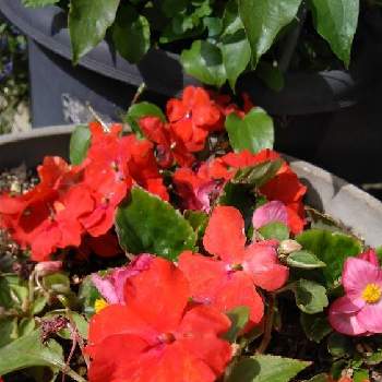 インパチェンス,赤い花,ガーデニング,小さな庭♡,小さな庭の画像
