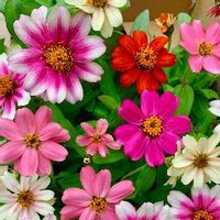 ヒャクニチソウ,オレンジ色の花,キク科,ピンク色の花,花のある暮らしの画像