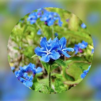 ブルーの画像 by チョウサンさん | 小さな庭とホタルカズラとブルーとわれら17年組と山野草と山野草大好き協会と花のある暮らし