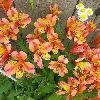 お花屋さんの画像 by 慶子さん | お出かけ先と植物のある暮らしとオレンジ色の花と今日の一枚と今日のお花と花のある暮らしとお花好きとお花好きの人と繋がりたいと花が好きとお花屋さん