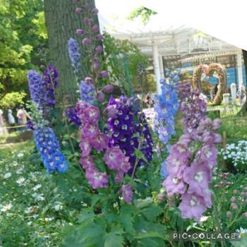 長居植物園の画像 by まっさんさん | デルフィニウムと今日のお花と長居植物園