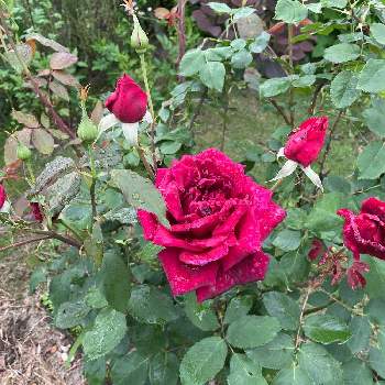 赤薔薇の画像 by ラックスさん | 広い庭とパパメイアンと綺麗な薔薇と大輪と薔薇のある家と木立タイプと四季咲バラと赤薔薇とガーデニングと広いお庭