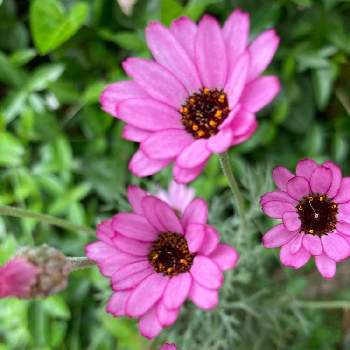 ローダンセマム❇︎の画像 by こころんさん | 小さな庭とピンクの花ときれいと癒されるとローダンセマム❇︎とピンクワールドへ ようこそとかわいいと武器ではなく花を