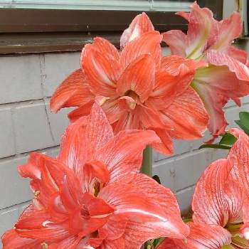 八重咲きアマリリスの投稿画像一覧 Greensnap グリーンスナップ