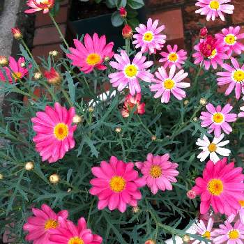 PWマーガレットシンプリーコーラルの画像 by haruさん | 小さな庭とPWマーガレットシンプリーコーラルと花のある暮らしとPWとお花に癒されて