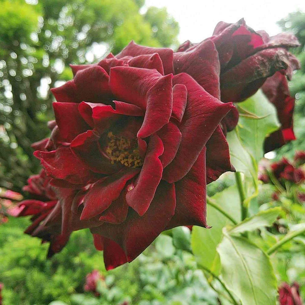 bouquetさんの港の見える丘公園への投稿