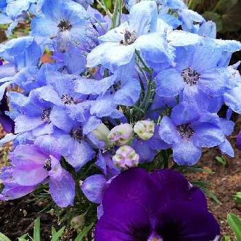 紫のパンジーの画像 by レモン愛花さん | 小さな庭と今日のお花と青系の花とデルフィニウム ミントブルー.とミヨシのデルフィウムと☆パンジーと紫のパンジー