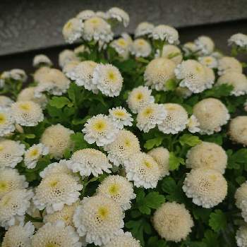 マトリカリア,鉢植え,白い花,花のある暮らし,小さな庭の画像
