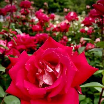 薔薇 ラブの画像 by サナさん | 薔薇 ラブとお出かけとばら バラ 薔薇と播磨中央公園