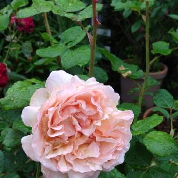 プリンセス シャルレーヌ ドゥ モナコの画像 by puttinさん | プリンセス シャルレーヌ ドゥ モナコとばら バラ 薔薇と季節の花とガーデニングとバラが好きと花のある暮らしとロザリアン