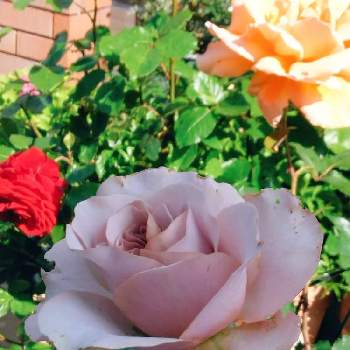 きれい✨の画像 by フレンチトーストさん | 小さな庭とグリーンライフ♡と薔薇の季節ですね〜❣️と薔薇の庭と緑のある暮らしとたのしみ❤️と薔薇カフェラテ✿ときれい✨