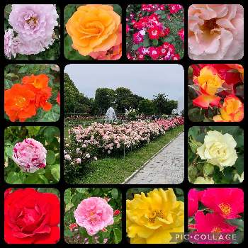 公園の花の画像 by ネリネさん | お出かけ先とバラと気になるとお気に入りと花いろいろと花のある暮らしと公園の花と武器ではなく花を