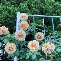 ばら バラ 薔薇,観光地,植物園,散策,お花の画像