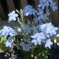 デルフィニウム,今日のお花,お出かけ先の画像
