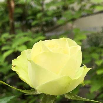 バラ　ミントティの画像 by rupuさん | 小さな庭とバラ　ミントティとバラタニランとウクライナに平和をと薔薇愛同盟とがんばれ！がんばれ！とありがとう♡とシェードガーデンとおうち園芸と黄色とGSでバラ園とかわいいな♡と埼玉県さいたま市