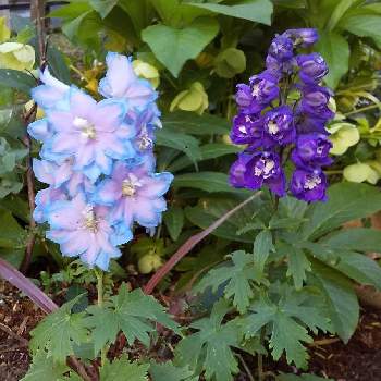 水色のお花の画像 by ともこさん | 小さな庭とmy liter gardenと庭の花とデルフィニウム♡と青いお花と水色のお花とガーデニングと花のある暮らし