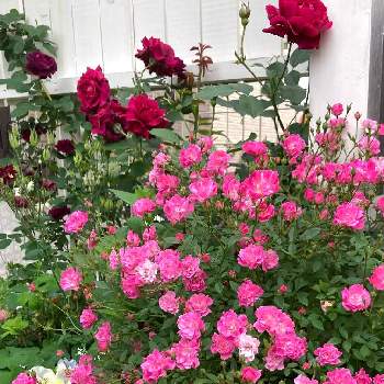 いやされるの画像 by さぁやさん | 小さな庭とミニバラ ほほえみとフローランド （ほほえみ）ミニバラとばら バラ 薔薇と元気をもらうものと花に魅せられてと花いろいろと小花と花のある暮らしといやされるとかわいいな♡