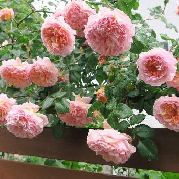 私のお気に入りの画像 by もずくさん | 小さな庭とアブラハムダービーとばら バラ 薔薇とバラのある暮らしと花は癒し.｡.:*♡とばらの香りと私のお気に入りと花は癒やし♡