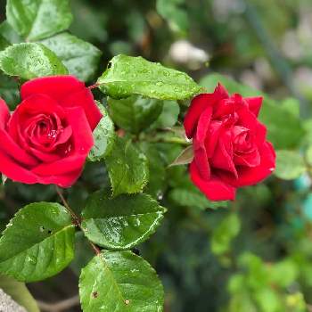 ミニバラ コルダーナの画像 by La vie en roseさん | 小さな庭とミニバラ・バラとバラとミニバラとミニバラ コルダーナと薔薇とスマホ撮影とばら バラ 薔薇と癒しとおうち園芸と今日の一枚と薔薇が好きと花いろいろとバラが好きと花のある暮らしとばら 薔薇 バラと花が好きとiPhone撮影