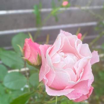 お花好きの画像 by ひふみさん | ばら バラ 薔薇とバラ　ダフネと初夏の庭と花のある暮らしとロサオリエンティスとお花好きとチーム愛知