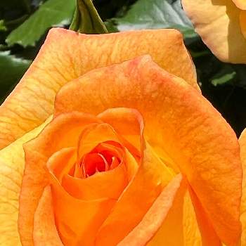 甘い香りの画像 by オシャレさんさん | お出かけ先と薔薇♡と花散歩と大きな花と季節の花とビタミンカラー♡と屋上庭園と甘い香り