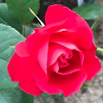 チェリーボニカの画像 by 幸さん | 小さな庭とチェリーボニカと花のある暮らしとばら バラ 薔薇