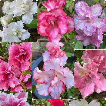 赤い花♡の画像 by ナルママさん | 小さな庭とアザレアとピンク色と綺麗可愛いと赤い花♡と花のある暮らしと白い花♡