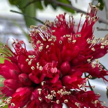 ベニバナハゴロモノキ,グレビレア,小石川植物園,真っ赤な火曜日,温室の画像