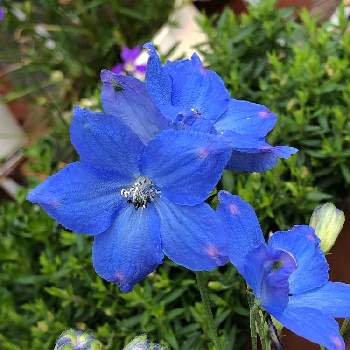 青い花大好きの画像 by ゆーゆさん | 小さな庭とデルフィニウム　チアブルーと好きな色❤と今日のお花と青い花大好きと武器ではなく花を