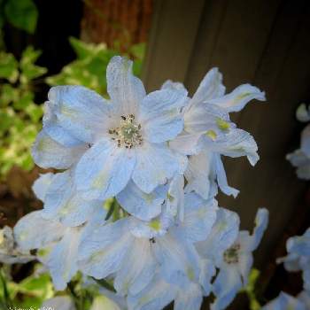 水色の花の画像 by しろさん | デルフィニウムと春に咲く花と水色の花と写真と花の撮影と4月と青い花と今日のお花と違うかな？と デルフィニウム