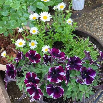 シックな色合いの画像 by けろけろさん | 小さな庭とノースポールとペチュニア ミス マーベラスとノースポール。と寄せ植えとペチュニア☆とシックな色合いと紫の花