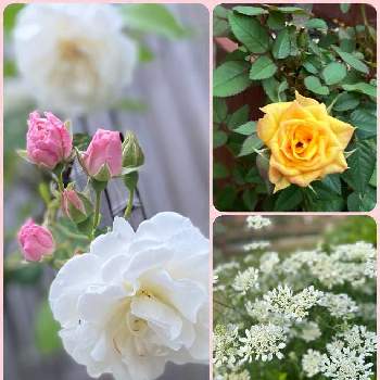 かおりんのオルレアの画像 by sue.29さん | 小さな庭とジニア  クィーンとマリーゴールド　ストロベリーブロンドとかおりんのオルレアとお花が綺麗❤︎と晴れの国タニラーGPとお花のある暮らしとバラと夢CLUBとコロナおしりペンペン( ･᷄ὢ･᷅ )とみんなが健康に〜〜♡と記録用といいねありがとうございます♪とばら バラ 薔薇