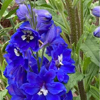 狭い花壇の画像 by おおたちさん | 小さな庭とデルフィ二ウムとたねからの幸せと種まきと青い花と今日のお花と狭い花壇