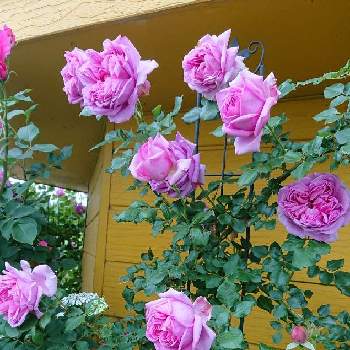 花が好き❤の画像 by ＹＵＭＩＫＯさん | 小さな庭と私の癒し♡と薔薇愛同盟と花が好き❤とわれら17年組とおうち園芸とお花に癒されてと植中毒といい香りと花のある暮らしとYUMIKO薔薇2022と大好き♡︎ʾʾとかわいいな♡といい色♡とローズポンパドール