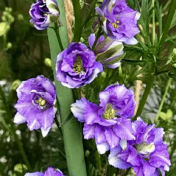 ぐんぐん伸びるの画像 by ウズさん | 小さな庭とデルフィニウムと負けないで！と青紫色の花と新型コロナウィルスに負けるなとおうち園芸と今日のお花と#最前線のあなたへと花のある暮らしと初夏のお花とぐんぐん伸びる
