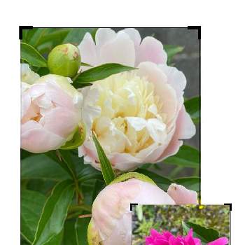 ピンクと白の画像 by さっちゃんさん | お出かけ先とシャクヤクとピンクと白と花を楽しんでと医療従事者に感謝を込めてと平和を願うと花が好き