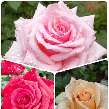 私の庭の画像 by Chieko☆さん | 薔薇♡と赤い薔薇*とピンクの薔薇とオレンジ色の薔薇♡と素敵✨✨✨と大好きと綺麗と私の庭とモンロー♡とバーグマン