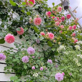 薔薇のある暮らし♡の画像 by Half moon  さん | 小さな庭とピエール  ドゥ  ロンサールとバラ・ピエールドゥロンサールと癒しとマイガーデンと小さな花壇と薔薇のある暮らし♡と薔薇レイニーブルーと小さな庭♡と花のある暮らしとバラを楽しむと可愛い♡