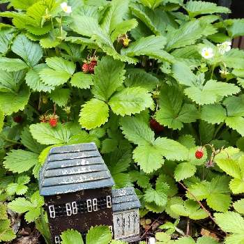 ミニミニハウスの画像 by ゆったりゆっこさん | 広い庭とワイルドストロベリーと今朝のお庭と雑貨と小さな実と収穫とミニミニハウス