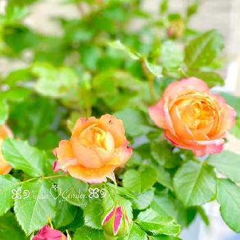 赤・紅・あか・レッドの画像 by yu☆laさん | 小さな庭とルージュピエールﾄﾞｩロンサールとバラとベビーロマンティカと薔薇♡とお花大好き♡と橙・だいだい・オレンジとバラのある暮らしとお家園芸とつぼみとバラのある庭と花のある暮らしとかわいいな♡と赤・紅・あか・レッド