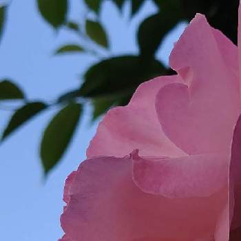 大好きな花の画像 by ❦THE HERMIT❦さん | お出かけ先とバラと薔薇と光輝く花と癒されと葉っぱと薄桃色と元気❗❗とピンクと本来の色と秘密のpicと大好きな花とシルエット❤︎とヒカリと風の中と青空と雲雲雲
