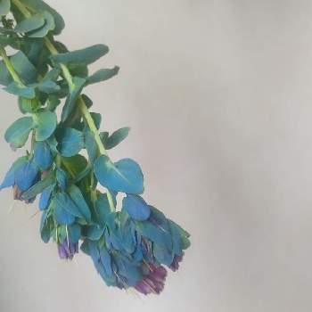 大好きな花の画像 by *hiro*さん | セリンセ・マヨールと花後も楽しむと種まきと♯種まきと種から育てると癒しの植物とタネラーさん集合とおうち園芸と♯初めての花と青チーム✨と大好きな花と花のある暮らし