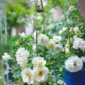 暮らしに花をの画像 by りら❀さん | 小さな庭とバラ　フォルツァと薔薇♡とウクライナに平和をとお花を楽しむとバラのある暮らしと京成バラ園芸とGSに感謝。と暮らしに花をとバラを楽しむ