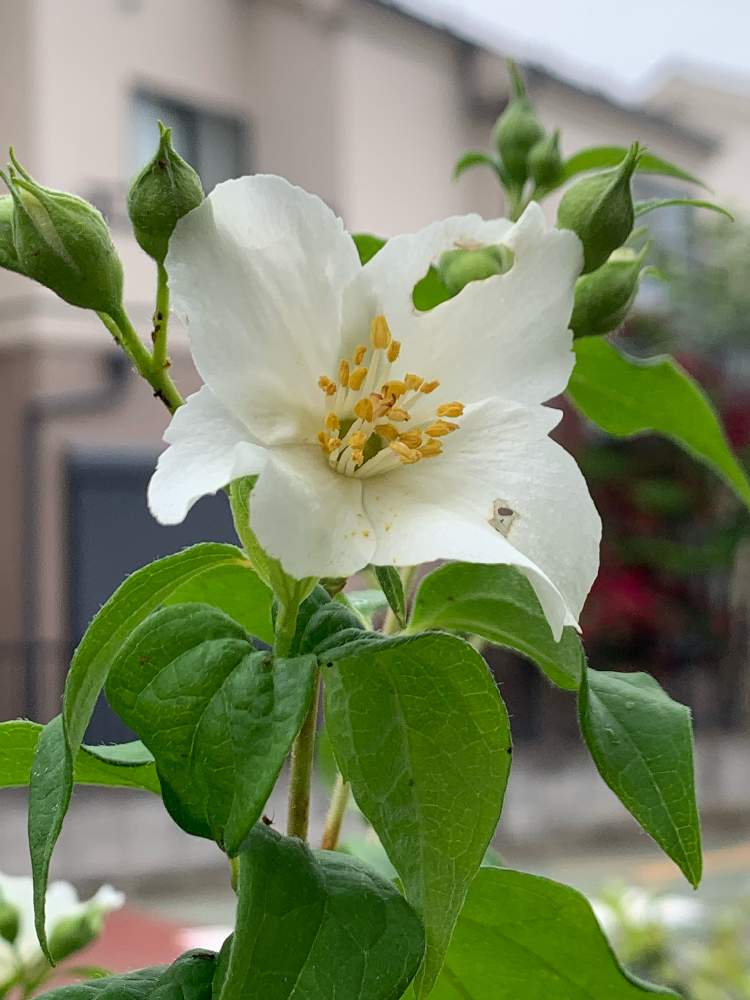 バイカウツギ ベルエトワールの投稿画像 By ハユさん 22月5月17日 Greensnap グリーンスナップ Greensnap グリーンスナップ