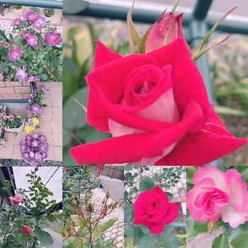 ラブリー♡の画像 by lavender &rose  さん | フェンスとバラ ストロベリーアイスとブルーフォーユーとつるバラ 羽衣と薔薇とジニアとバラ　ラブとラブリー♡とばら バラ 薔薇とピンクの花と花色と紫色の花とバラのある暮らしと❤️愛おしいと四季咲きと花友さんに感謝♡と花いろいろと色の変化ともりもりと大きくなーれ♡と癒されます♥と元気に育ててますよと花のある暮らしと薔薇♪とマイ♡ローズガーデンとバラを楽しむと赤いバラ
