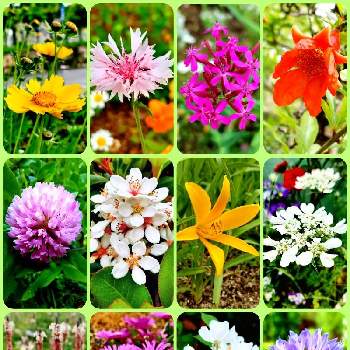 季節のお花の画像 by みいちゃんさん | 季節のお花とコラージュとお花色々☆と色々な花♡