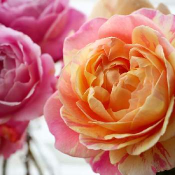 バラ クロードモネの画像 by kinako☆bearさん | 窓辺とバラ シャンテロゼミサトとバラ クロードモネと可愛い〜♡と好きな色と癒しのひと時とバラのある暮らし