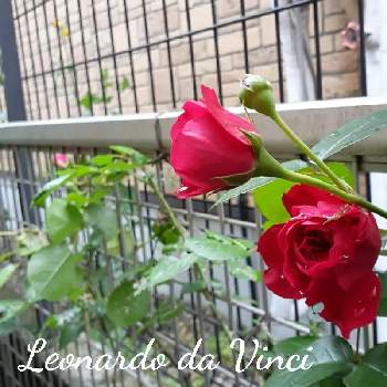 狭い庭の画像 by bluemoonさん | 小さな庭と狭い庭とマイガーデンと小さな花壇と植えっぱなしと我が家の花壇とナチュラルスタイルとガーデニングと花のある暮らしとレオナルド・ダ・ヴィンチ